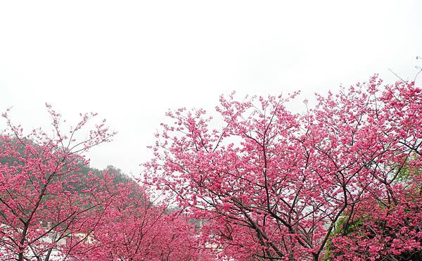 泰安派出所賞櫻-DSCN5620.jpg 泰安派出所賞櫻-DSCN5620.jpg