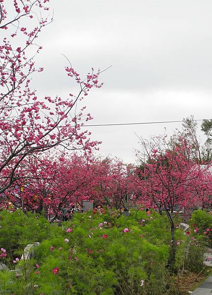 泰安派出所賞櫻-DSCN5647.jpg 泰安派出所賞櫻-DSCN5647.jpg