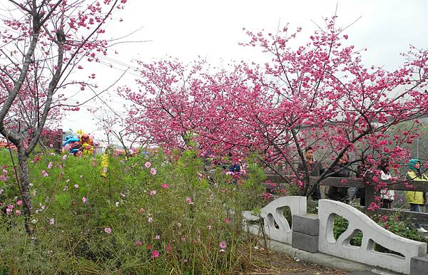 泰安派出所賞櫻-DSCN5632.jpg 泰安派出所賞櫻-DSCN5632.jpg
