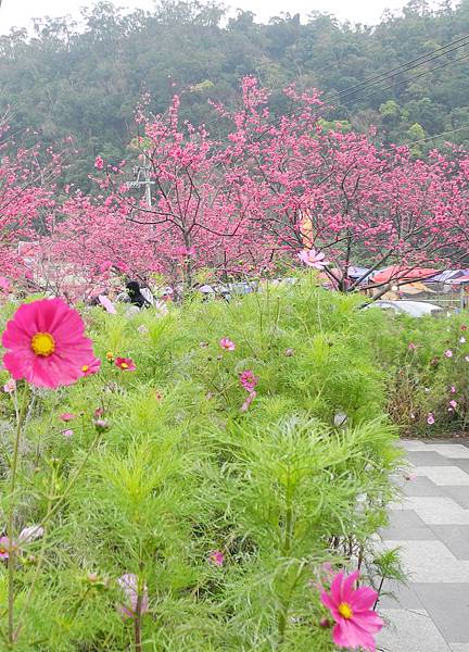 泰安派出所賞櫻-DSCN5662.jpg 泰安派出所賞櫻-DSCN5662.jpg