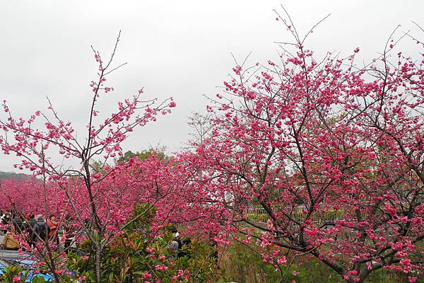 泰安派出所賞櫻-DSCN5705.jpg 泰安派出所賞櫻-DSCN5705.jpg