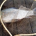 1090409-鯁魚.jpg