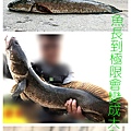 1100124-泰國鱧魚.jpg