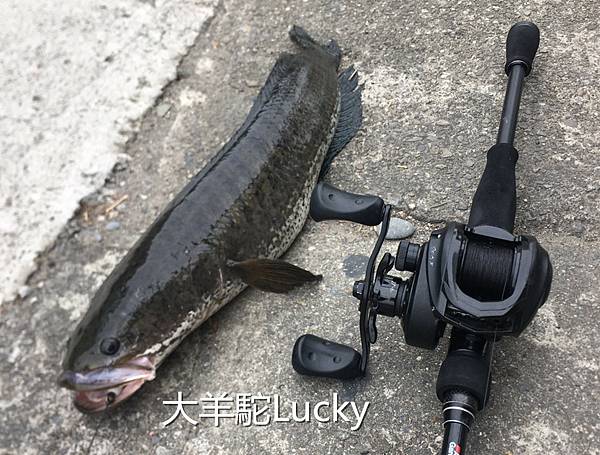 高機率路亞-039-大羊駝Lucky.jpg