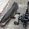 高機率路亞-039-大羊駝Lucky.jpg