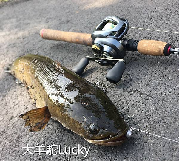 高機率路亞-038-大羊駝Lucky.jpg