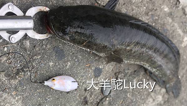 高機率路亞-040-大羊駝Lucky.jpg