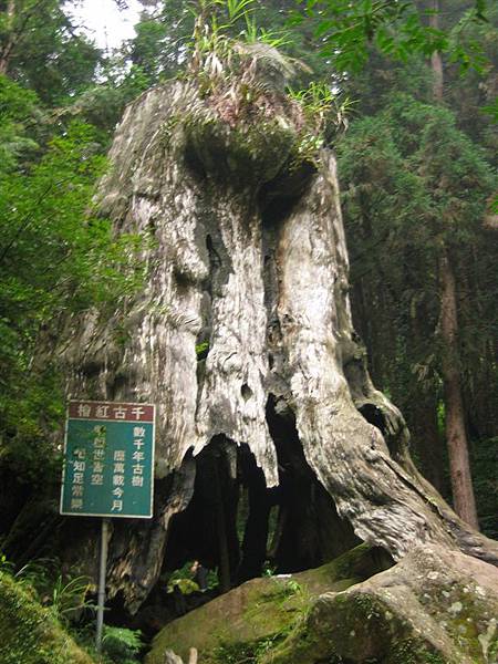 千年紅檜
