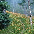到太麻里山上囉