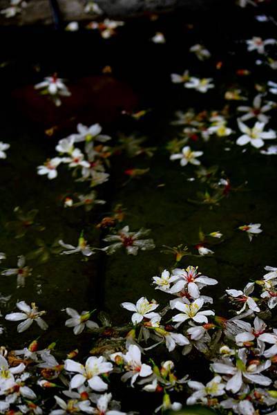 落花流水