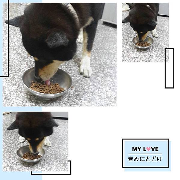 【開箱】狗狗挑食怎麼辦？毛小孩該換飼料了！LV藍帶精選低敏成犬冠軍犬飼料–鴨肉+糙米蔬果口味