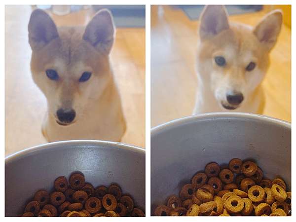 狗狗飼料開箱 毛起來飼料心得14天美毛挑戰計劃 Project S 機能寵糧 護膚無穀犬糧s12 田園雞與秋刀魚 護膚均衡犬糧