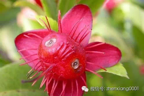 太全了 全世界最有名的花 基本上都在这里了 值得收藏 身外之物的部落格 痞客邦