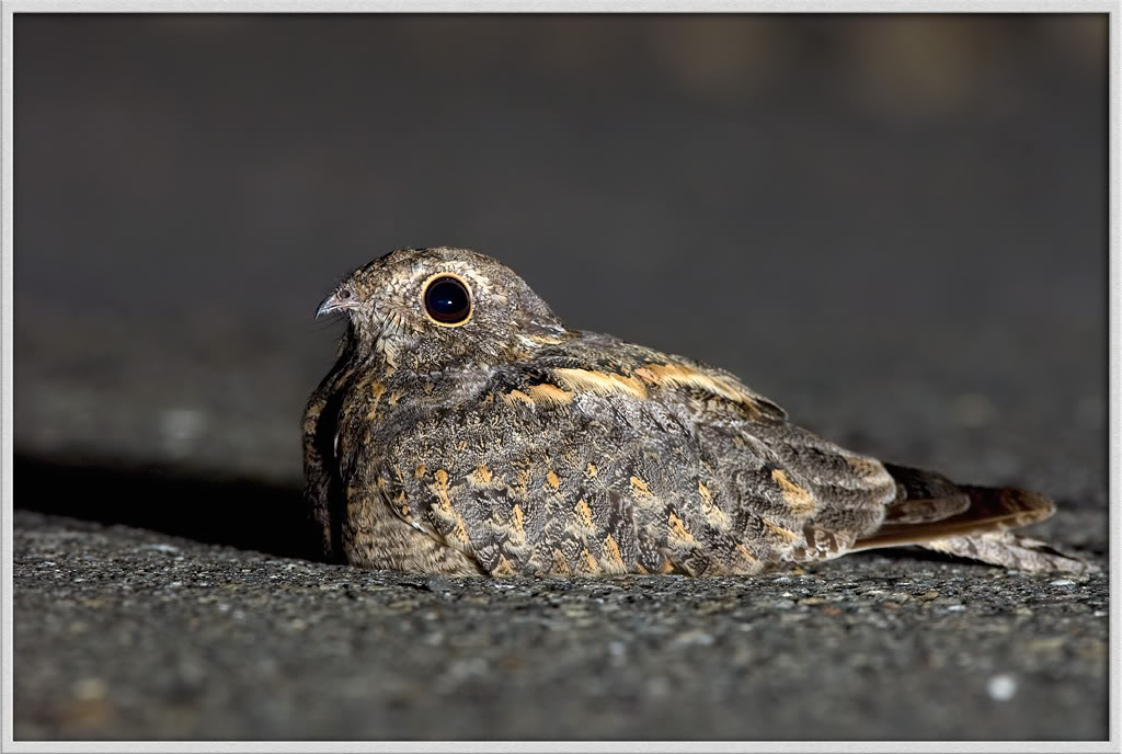 DSC_0371-Allied-Nightjar-.jpg