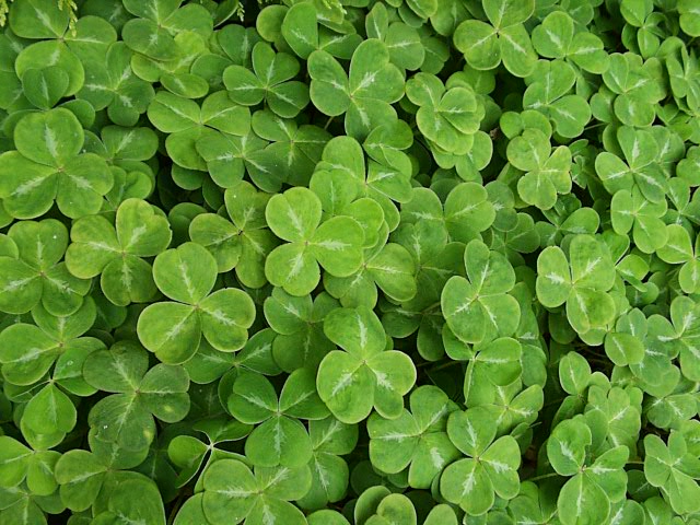 shamrock-752653.jpg shamrock-752653.jpg