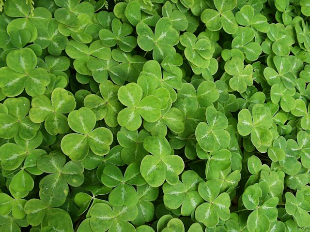 shamrock-752653.jpg