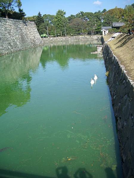 內護城河的天鵝