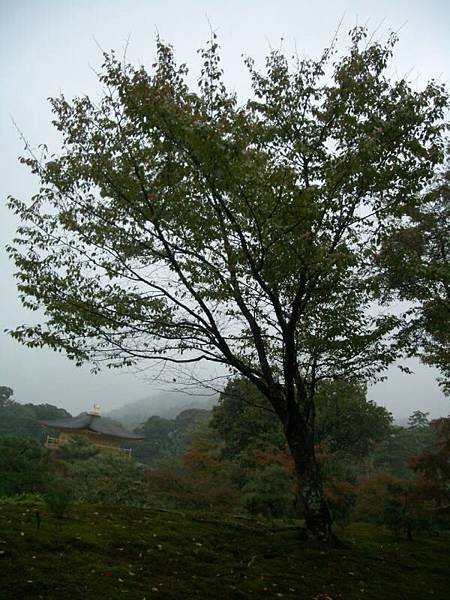 金閣寺後山