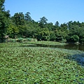 龍安寺的小湖