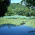 龍安寺的庭園又一