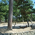 奈良公園裡的鹿