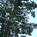 東大寺外的桐樹