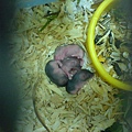 鼠寶寶3天大