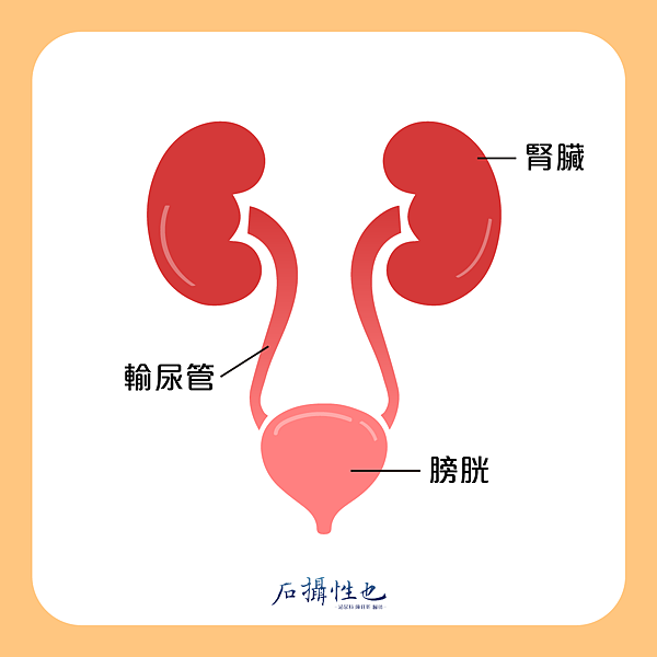 經皮腎造廔管-02