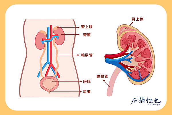 腎臟腫瘤1-02