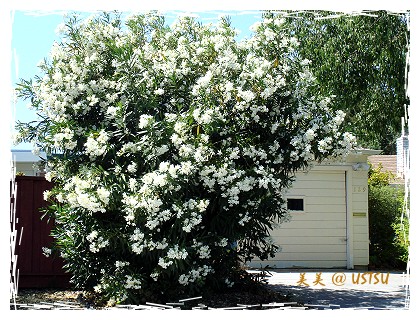 夾竹桃 Oleander 灣區 美式作風 痞客邦