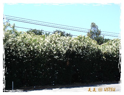 夾竹桃 Oleander 灣區 美式作風 痞客邦