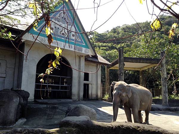 臺北動物園 (24).JPG