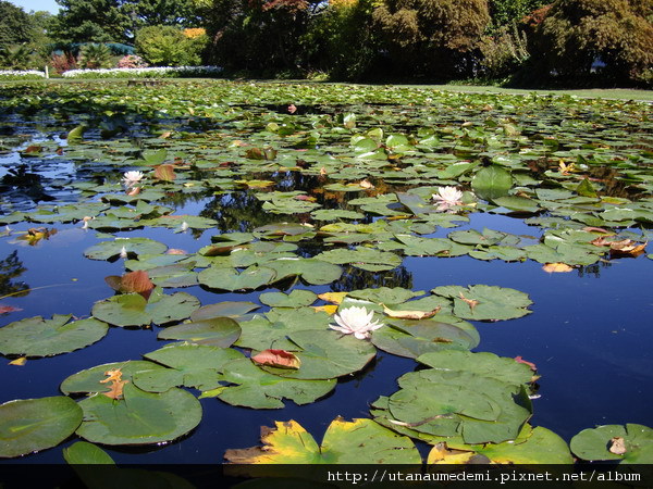 00110-夢娜維爾花園_resize.JPG