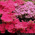 02099-波特納花園_resize.JPG