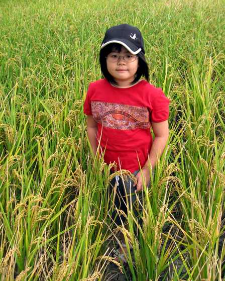 林小妹與稻米的之初相認