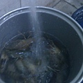 洗手做蝦湯XD