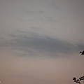 20110406- (11).JPG