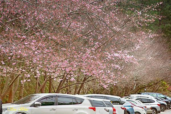 武陵農場櫻花遊拍