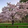 2017/03/28～29 阿里山 櫻花、隙頂、頂石棹 雲海、蒸汽火車，