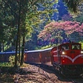 2017/03/28～29 阿里山 櫻花、隙頂、頂石棹 雲海、蒸汽火車，