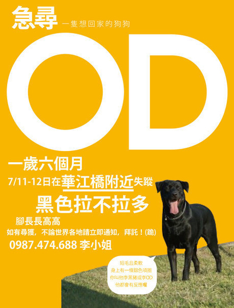 協尋黑色拉布拉多-OD