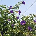 紫花盛開.jpg