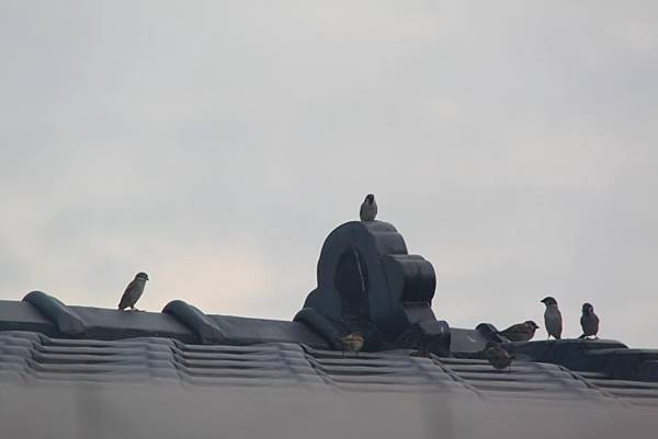 早晨講堂屋頂上的麻雀