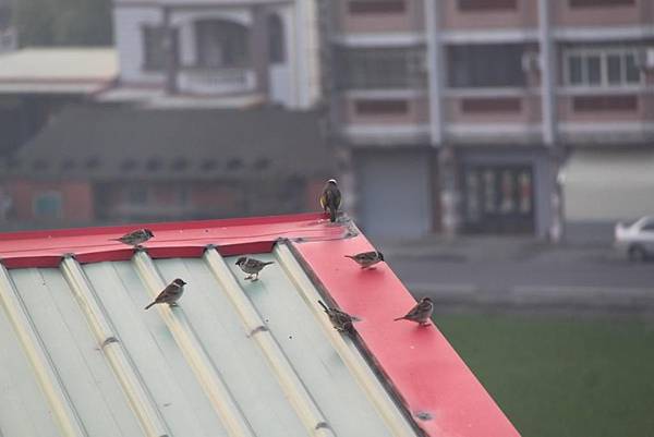 鄰居屋頂上的麻雀