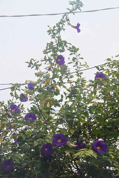 紫花開