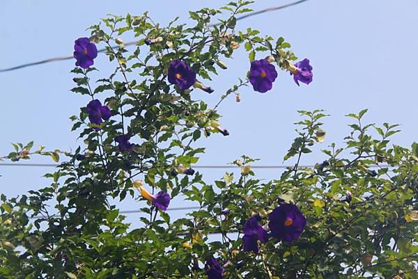紫花開
