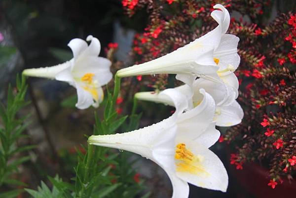 百合帶著雨珠