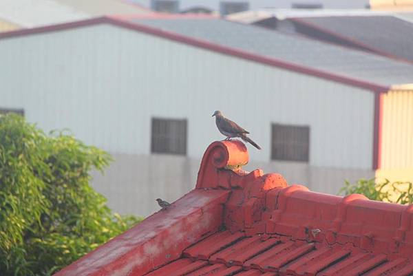 斑鳩與麻雀