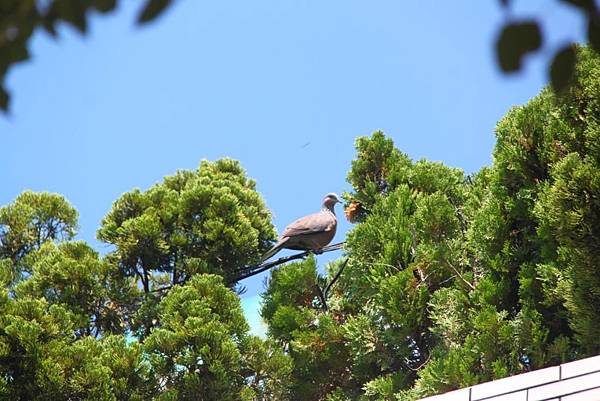 舊講堂陽台斑鳩