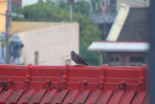 舊講堂屋頂上的斑鳩